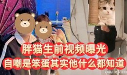 胖猫爆料视频大全,揭秘网络红人幕后故事